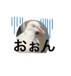 気まぐれぽっぽ（個別スタンプ：7）