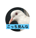 気まぐれぽっぽ（個別スタンプ：8）