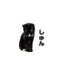 吾輩はゴマである（個別スタンプ：8）