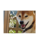 イッヌと覚えよう！重要古文単語（壱）（個別スタンプ：10）