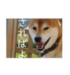イッヌと覚えよう！重要古文単語（壱）（個別スタンプ：22）