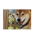 イッヌと覚えよう！重要古文単語（壱）（個別スタンプ：32）