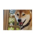 イッヌと覚えよう！重要古文単語（壱）（個別スタンプ：36）