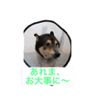 うちのオハナ（個別スタンプ：3）