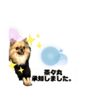 その名は茶々丸‼︎（個別スタンプ：1）