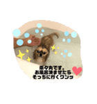 その名は茶々丸‼︎（個別スタンプ：3）