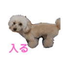 可愛い愛犬 愛猫シリーズ（個別スタンプ：1）
