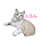 可愛い愛犬 愛猫シリーズ（個別スタンプ：2）