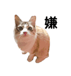 可愛い愛犬 愛猫シリーズ（個別スタンプ：3）