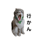 可愛い愛犬 愛猫シリーズ（個別スタンプ：5）