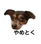 可愛い愛犬 愛猫シリーズ（個別スタンプ：6）
