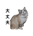 可愛い愛犬 愛猫シリーズ（個別スタンプ：7）