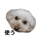 可愛い愛犬 愛猫シリーズ（個別スタンプ：8）