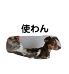 可愛い愛犬 愛猫シリーズ（個別スタンプ：9）