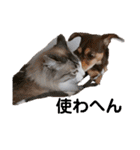 可愛い愛犬 愛猫シリーズ（個別スタンプ：10）