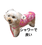 可愛い愛犬 愛猫シリーズ（個別スタンプ：11）