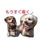 可愛い愛犬 愛猫シリーズ（個別スタンプ：12）