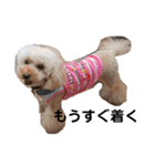 可愛い愛犬 愛猫シリーズ（個別スタンプ：14）