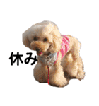 可愛い愛犬 愛猫シリーズ（個別スタンプ：15）