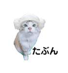 可愛い愛犬 愛猫シリーズ（個別スタンプ：16）