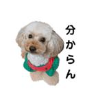 可愛い愛犬 愛猫シリーズ（個別スタンプ：17）
