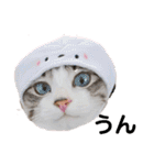 可愛い愛犬 愛猫シリーズ（個別スタンプ：18）