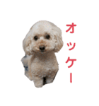 可愛い愛犬 愛猫シリーズ（個別スタンプ：21）