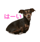 可愛い愛犬 愛猫シリーズ（個別スタンプ：22）