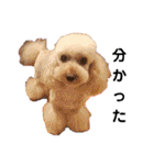 可愛い愛犬 愛猫シリーズ（個別スタンプ：23）