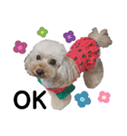 可愛い愛犬 愛猫シリーズ（個別スタンプ：24）