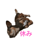 可愛い愛犬 愛猫シリーズ（個別スタンプ：26）
