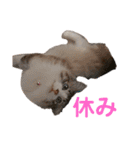 可愛い愛犬 愛猫シリーズ（個別スタンプ：27）