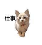 可愛い愛犬 愛猫シリーズ（個別スタンプ：28）