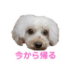 可愛い愛犬 愛猫シリーズ（個別スタンプ：30）