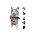 可愛い愛犬 愛猫シリーズ（個別スタンプ：31）