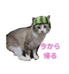 可愛い愛犬 愛猫シリーズ（個別スタンプ：32）