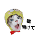 可愛い愛犬 愛猫シリーズ（個別スタンプ：33）