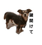 可愛い愛犬 愛猫シリーズ（個別スタンプ：34）