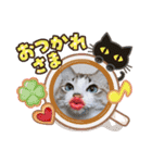 可愛い愛犬 愛猫シリーズ（個別スタンプ：35）