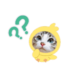 可愛い愛犬 愛猫シリーズ（個別スタンプ：38）