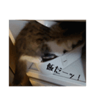 ほっこりどうぶつ-1（個別スタンプ：1）