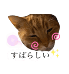 chacha-70（個別スタンプ：1）