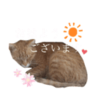 chacha-70（個別スタンプ：2）