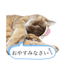 chacha-70（個別スタンプ：3）