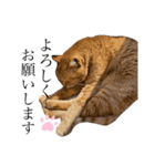 chacha-70（個別スタンプ：4）