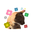chacha-70（個別スタンプ：6）