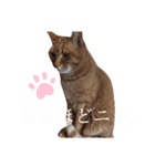 chacha-70（個別スタンプ：7）