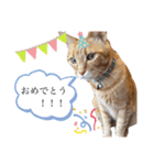 chacha-70（個別スタンプ：8）