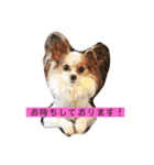 パピヨン三姉妹♡ベルすずりんスタンプ②（個別スタンプ：2）