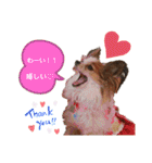 パピヨン三姉妹♡ベルすずりんスタンプ②（個別スタンプ：6）